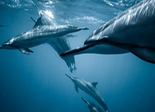 博鱼官网：开启你的线上娱乐新纪元